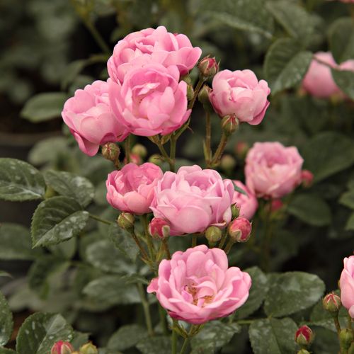 Rosa brillante - Árbol de Rosas Miniatura - rosal de pie alto- forma de corona tupida